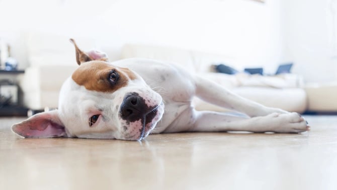 Pet Friendly Airbnbs? Functional Advice